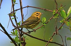 Prairie Warbler